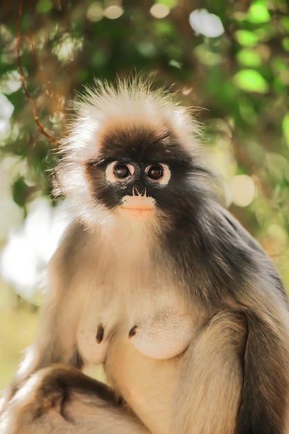 Foto el mono hoja también se llama langur oscuro mirando a la cámara