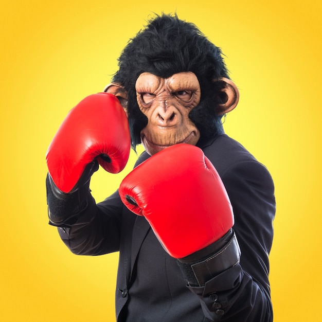 Mono hombre con guantes de boxeo sobre fondo de colores