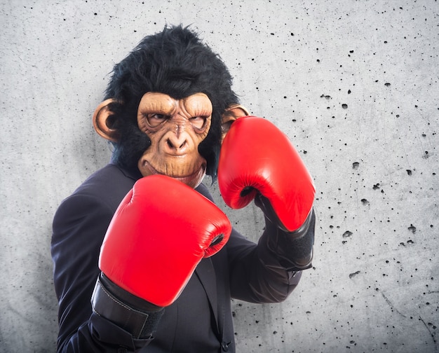 Mono hombre con guantes de boxeo