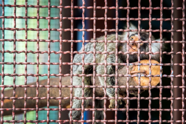 mono en la jaula