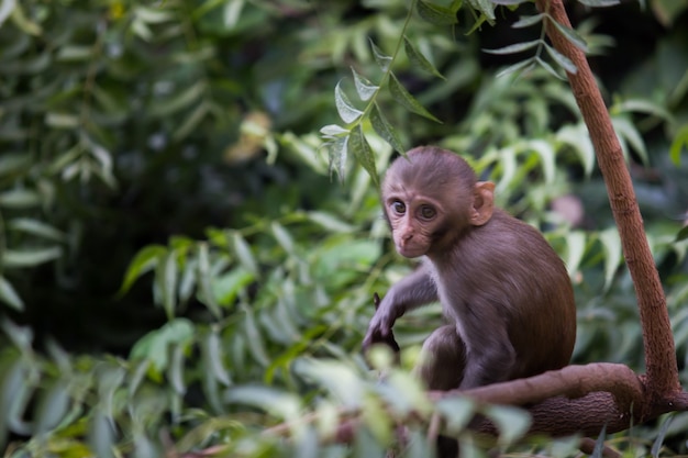 Mono joven también conocido como el macaco Rhesus sentado bajo el árbol en un estado de ánimo juguetón