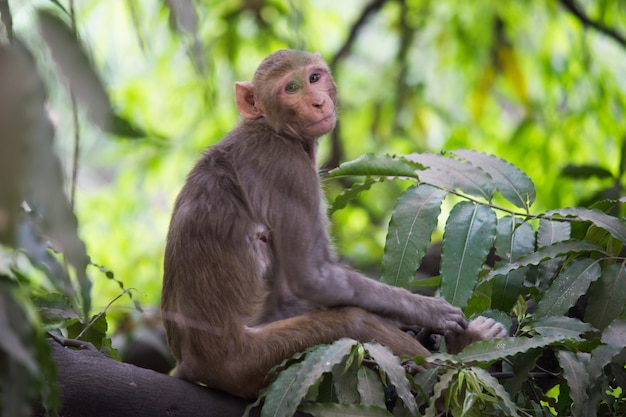 Mono joven también conocido como el macaco Rhesus sentado bajo el árbol en un estado de ánimo juguetón