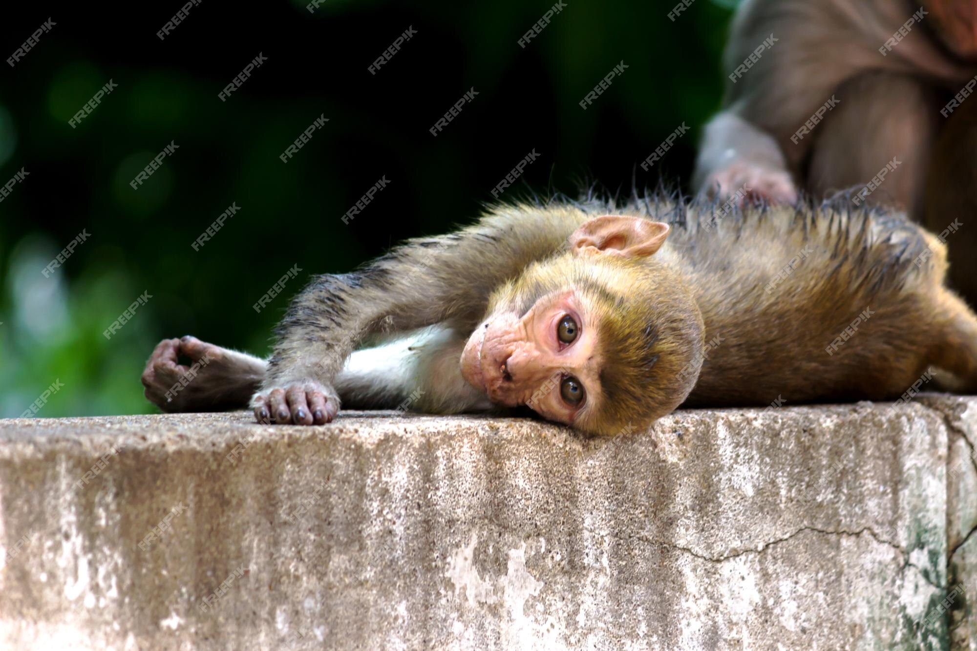 Mono joven conocido como rhesus macaque debajo del árbol en un estado de ánimo | Foto