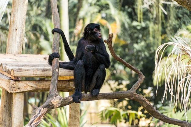 Mono jugando, comiendo y caminando en un bioparque en Brasil.