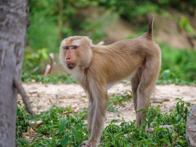 mono en la jungla cercana