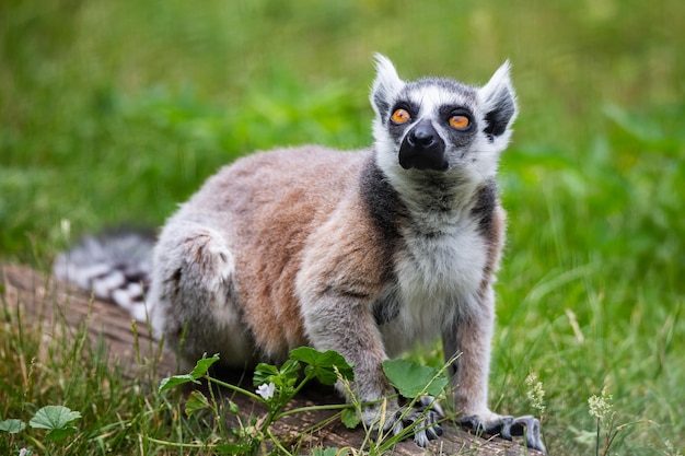 Mono lémur de cola anillada Mamíferos y mamíferos Mundo terrestre y fauna Vida silvestre y zoología