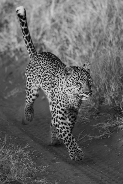 Foto mono-leopard läuft auf einer spur im gras