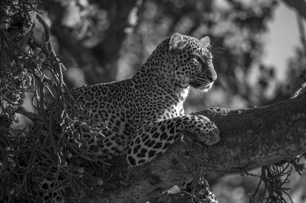 Foto mono leopardo no ramo com a cabeça para cima