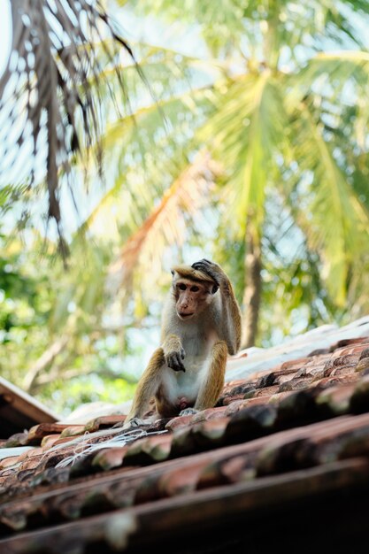 Mono lindo de Macaca Sinica en el techo de la cabaña