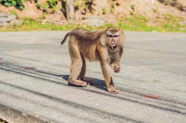 Un mono macaca, Khao Toh Sae Viewpoint en la colina más alta de Phuket, Tailandia