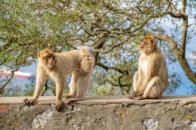 Mono Macaca sylvanus en estado salvaje en la península de Gibraltar