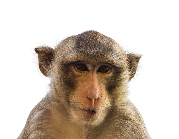 Mono macaco aislado en blanco