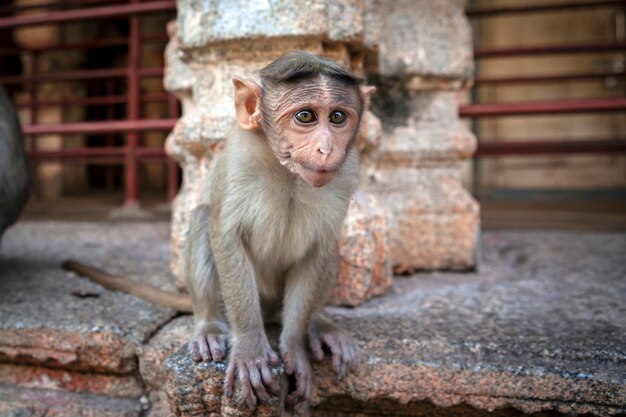 Un mono macaco bebé se sienta en la fachada del templo en primer plano...