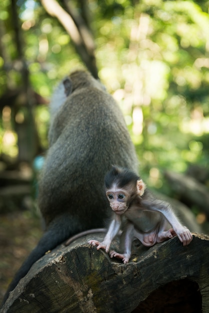 Foto mono de macaco de bebé