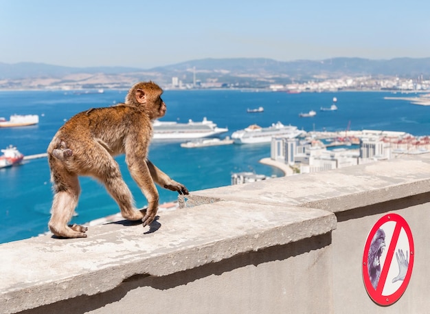 Mono macaco de Berbería en Gibraltar