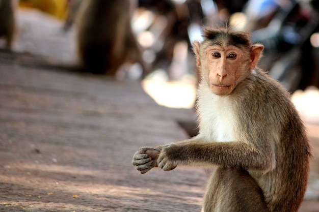 El mono macaco capot está sentado en el jardín.