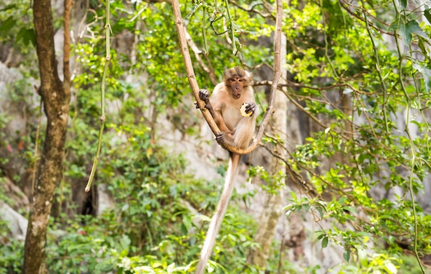 Mono macaco de cola larga en el bosque