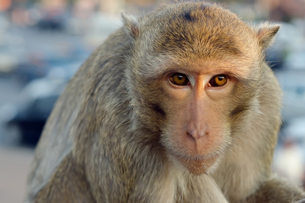 Foto mono macaco de cola larga