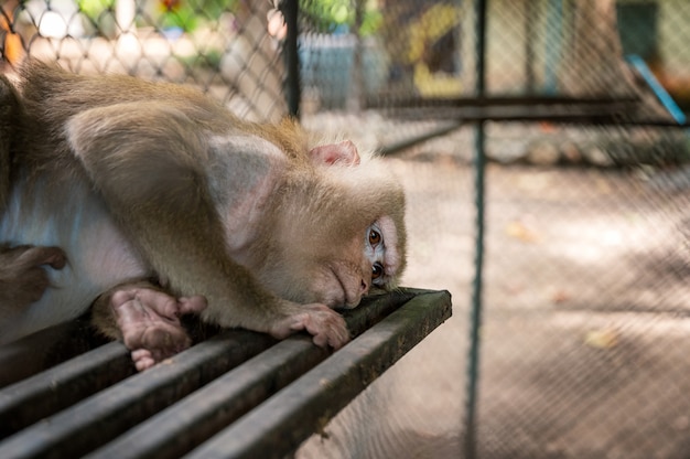 El mono macaco de coleta es estresante y solitario