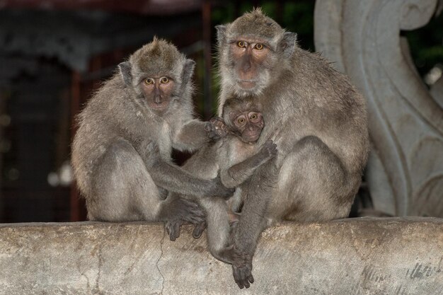 Mono macaco dentro del templo induista de bali