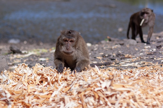El mono macaco elige comida del montón de costras de pan en el suelo Enfoque selectivo fondo borroso Vista frontal Horizontal