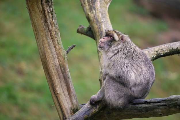 Mono macaco en la naturaleza en busca de hábitat cuidado familiar Macaca sylvanus