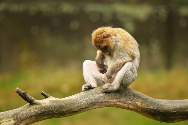 Mono macaco en la naturaleza