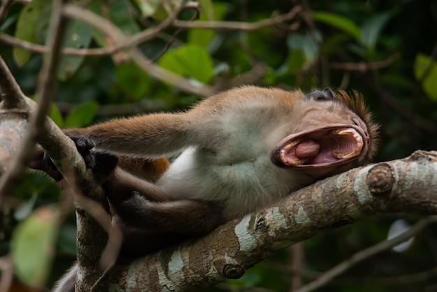 Mono macaco de pelo marrón salvaje yace en una rama de árbol con la boca abierta mostrando sus dientes rugiendo y gruñendo
