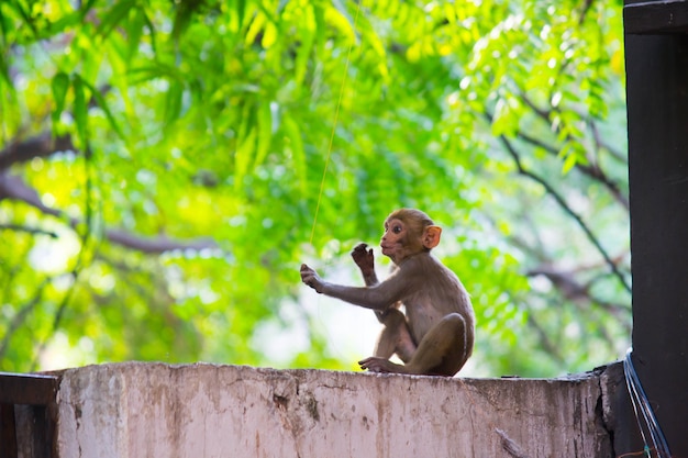 Mono macaco Rhesus bajo el árbol