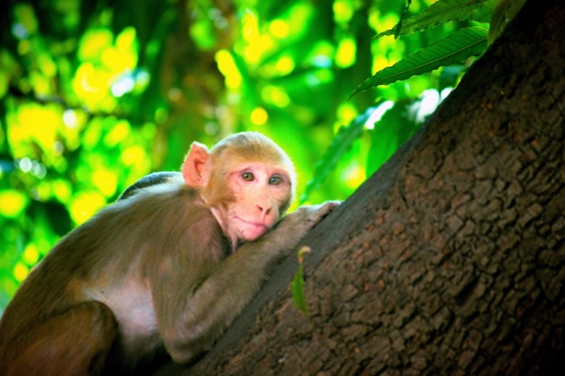 El mono macaco Rhesus sentado en la copa del árbol