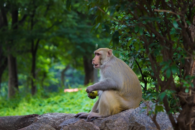 El mono Macaco Rhesus