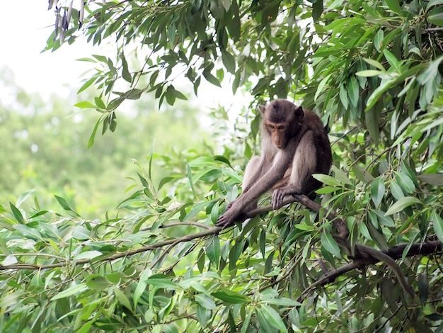 mono macaco sentado en un árbol en su hábitat natural