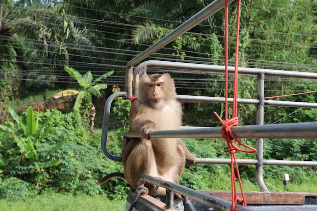 Mono de Macaque Asia que se sienta en la fauna animal del coche de la recogida que mira la cámara