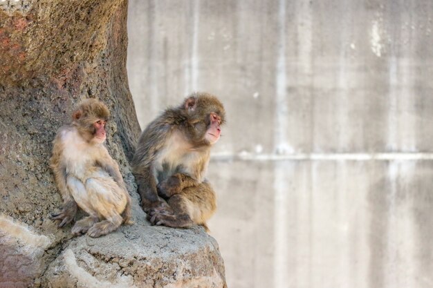 Mono de macaque japonés dos que se sienta en la piedra en día asoleado.