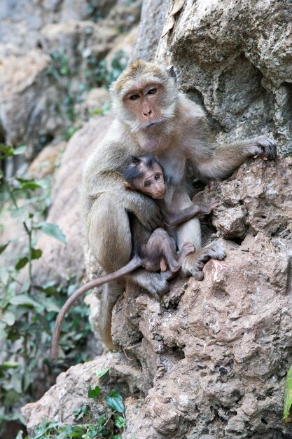 Mono madre con mono bebé