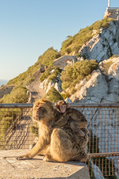 Mono Magot teniendo bebé en el Peñón de Gibraltar