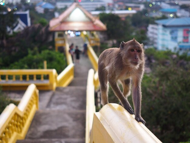 Foto el mono en marcha.