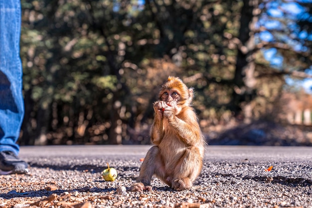 Mono marrón joven comiendo fruta al lado de la carretera en el parque cuando hace sol