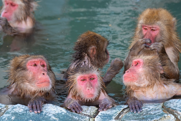 Mono de mejillas rojas en aguas termales en Japón