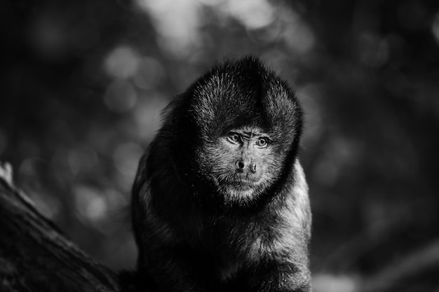 Mono mirando hacia el lado en el denso bosque en blanco y negro