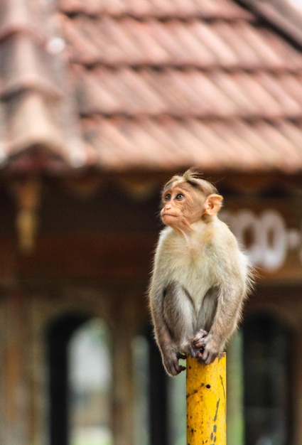 Mono mirando hacia otro lado mientras está sentado en un poste en la ciudad