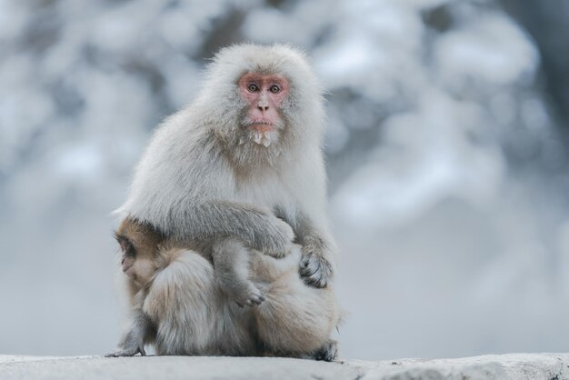 Foto mono mirando hacia otro lado en la nieve