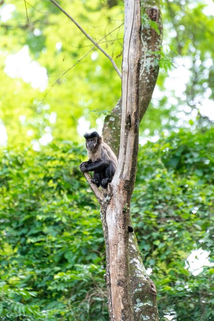 Mono mono capuchino en un bosque en Brasil entre árboles en foco selectivo de luz natural