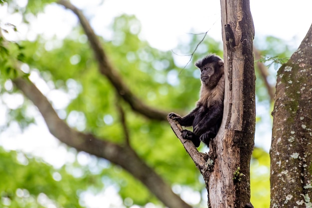 Mono mono capuchino en un bosque en Brasil entre árboles en foco selectivo de luz natural