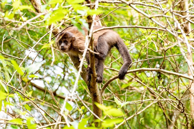 Mono mono capuchino en un bosque en Brasil entre árboles en foco selectivo de luz natural