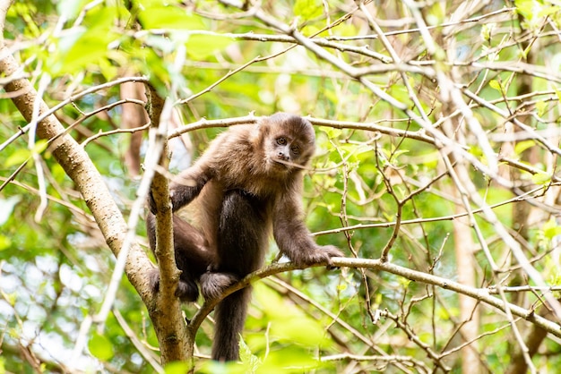 Mono mono capuchino en un bosque en Brasil entre árboles en foco selectivo de luz natural