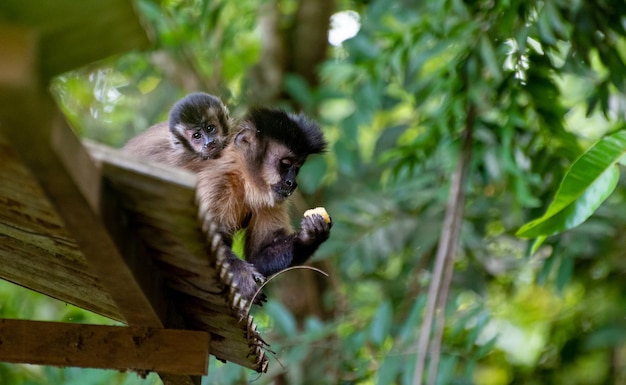 Mono mono capuchino en una zona rural de Brasil alimentándose de frutas enfoque selectivo de luz natural