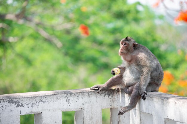 Mono en la montaña en Chonburi de Tailandia