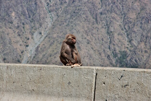 El mono en las montañas de Arabia Saudita