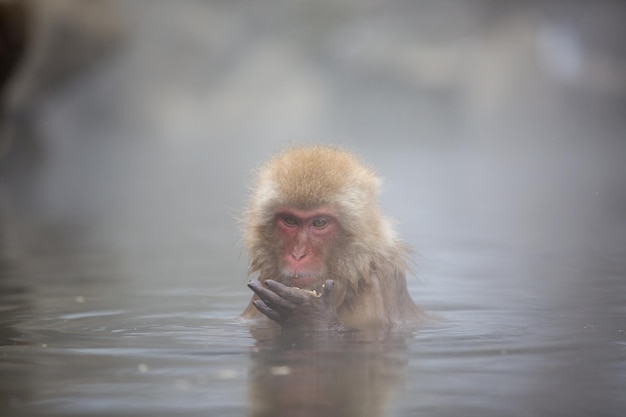 Mono nadando en el lago